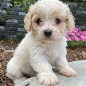Cavachon Puppy Rex