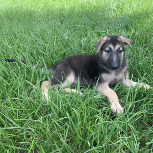 German Shepherd Dog Puppy Coco