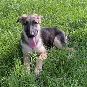 German Shepherd Dog Puppy Coco