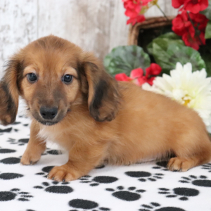 Dachshund Puppy Muppet