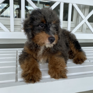Bernedoodle Puppy Dextur