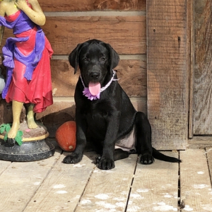 Labrador Retriever Puppy Zolissa