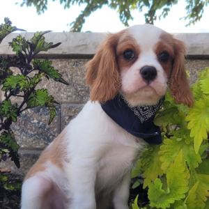 Cavalier King Charles Spaniel Puppy Liam