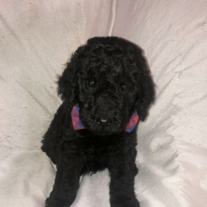 Labradoodle Puppy Ridge