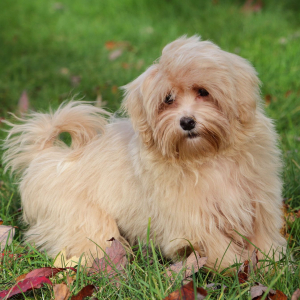 Maltipoo Puppy Jackson