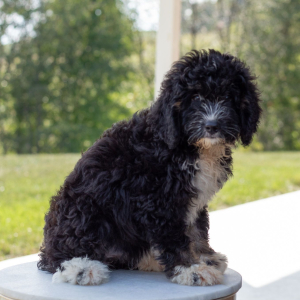 Bernedoodle Puppy Angel