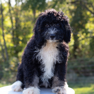 Bernedoodle Puppy Angel