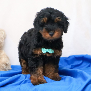 Bernedoodle Puppy Hunter