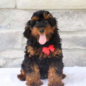 Bernedoodle Puppy Hunter