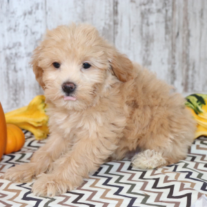 Havapoo Puppy Brody