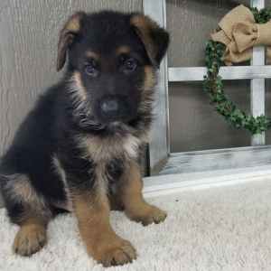 German Shepherd Dog Puppy Crabbe