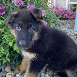 German Shepherd Dog Puppy Oliver