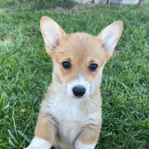 Pembroke Welsh Corgi Puppy Ruthie