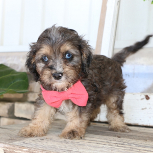 Cavapoo Puppy Tinker