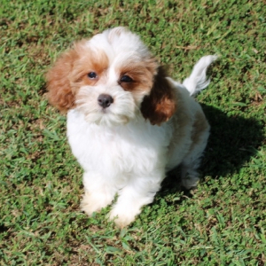 Cavapoo Puppy Lexie