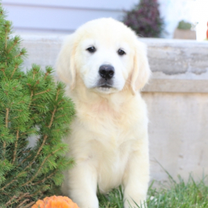 Golden Retriever Puppy Winston