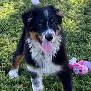 Australian Shepherd Puppy Denver