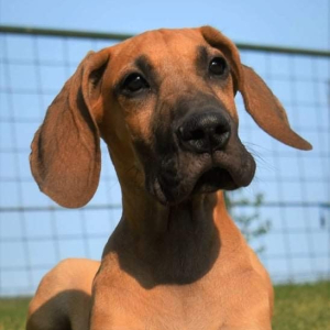 Great Dane Puppy Jack