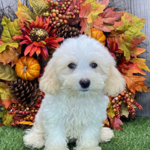 Havanese Puppy Rhonda