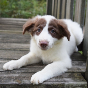Border Collie Puppy Hoyt
