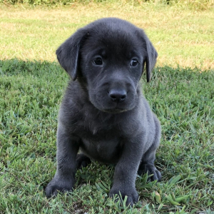 Labrador Retriever Puppy Norm