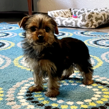Yorkshire Terrier Puppy Lil Ruby