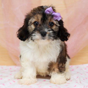 Cavapoo Puppy Samantha