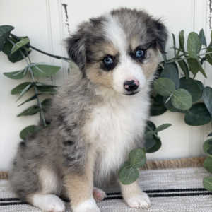 Australian Shepherd Puppy Oakley
