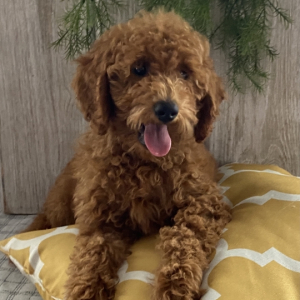 Poodle Puppy Rickk