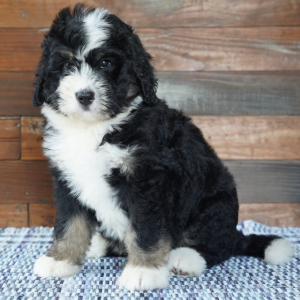 Bernedoodle Puppy Beckett