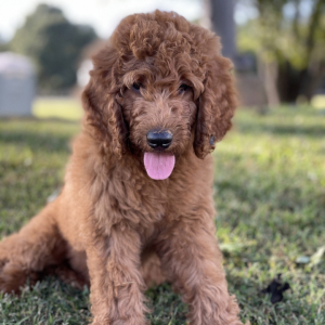 Goldendoodle Puppy Sarah