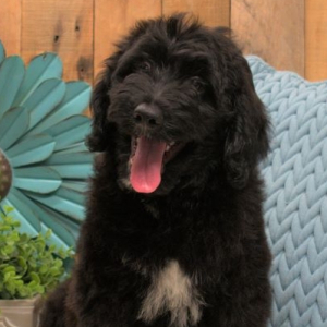 Aussiedoodle Puppy Theodore
