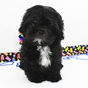 Shih Tzu Puppy Bandit