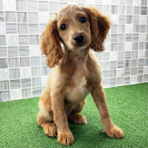 Cockapoo Puppy Zoey