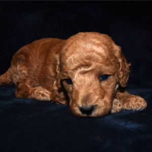 Poodle Puppy Joey