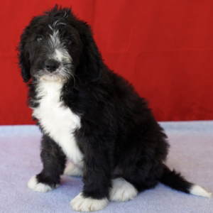 Bernedoodle Puppy Charles