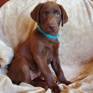 Labrador Retriever Puppy Turk