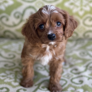 Cavapoo Puppy Elvis
