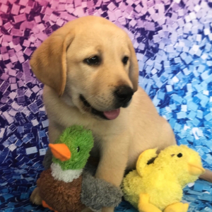 Labrador Retriever Puppy Ryland
