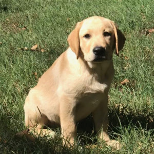 Labrador Retriever Puppy Ryland