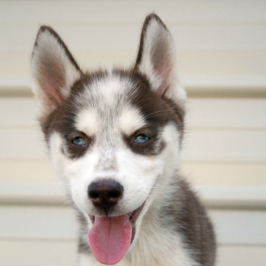 Siberian Husky Puppy Orion