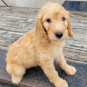 Goldendoodle Puppy Turbo