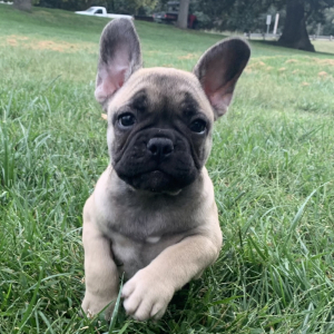 French Bulldog Puppy Moonshine