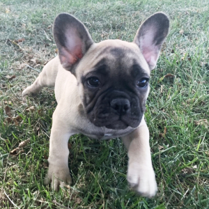 French Bulldog Puppy Moonshine