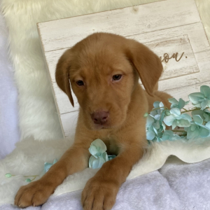 Labrador Retriever Puppy Buddy