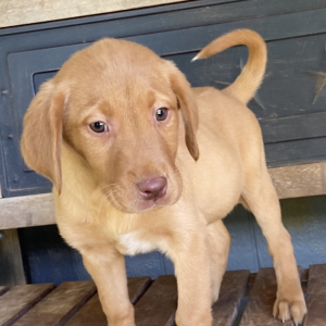 Labrador Retriever Puppy Buddy