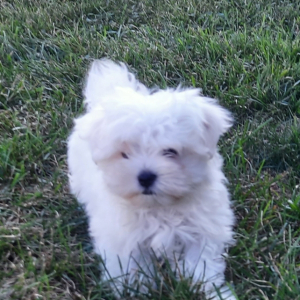 Maltese Puppy Murphy