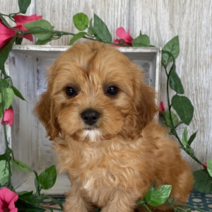 Cavapoo Puppy Tina