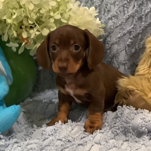 Dachshund Puppy Slinky
