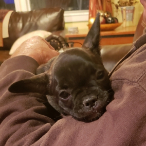 French Bulldog Puppy Lucie